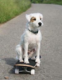 [weird-pet-tricks-skateboard_medium%255B4%255D.jpg]