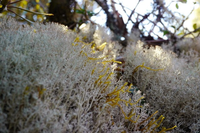 2013_0130-0131 復興雙障-嘎拉賀上唐穗山連走稜山_104 2013_0130-0131 復興雙障-嘎拉賀上唐穗山連走稜山_104