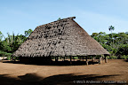 A huge Achuar house in Kuyuntsa village.  Here, a father will live together with his daughters and their families under one roof. Only the most respected elder Achuar men can count on the support of the village needed to weave thousands of palm fronds into a roof of this size.