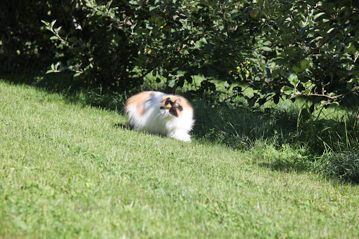 Yes, I saw him run like lightning in this direction!