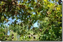 DSC_0042 DSC_0042