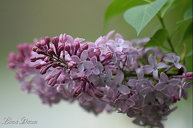 [Lilacs_Of_Spring5%255B8%255D.jpg]