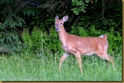 White-tailed Deer