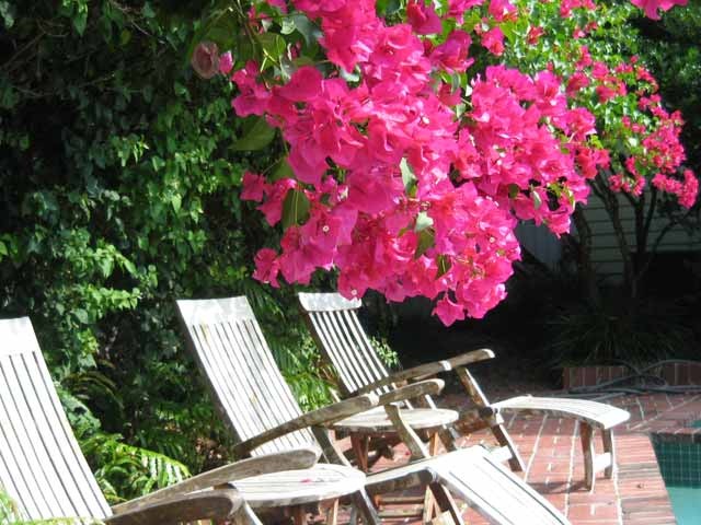 [bougainvillea-october%255B4%255D.jpg]