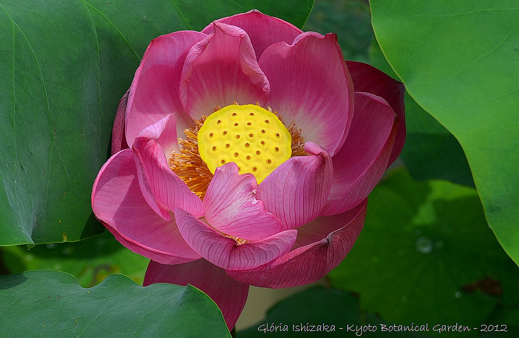[Gl%25C3%25B3ria%2520Ishizaka%2520-%2520Flor%2520de%2520L%25C3%25B3tus%2520-%2520Kyoto%2520Botanical%2520Garden%25202012%255B16%255D.jpg]