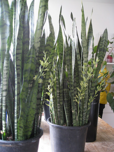 Sansevieria is hardly thought of as a flowering plant, and the fact is, they rarely flower indoors for most growers. But here, they get a lot of bright light, and they're obviously very mature plants, so flower they do!