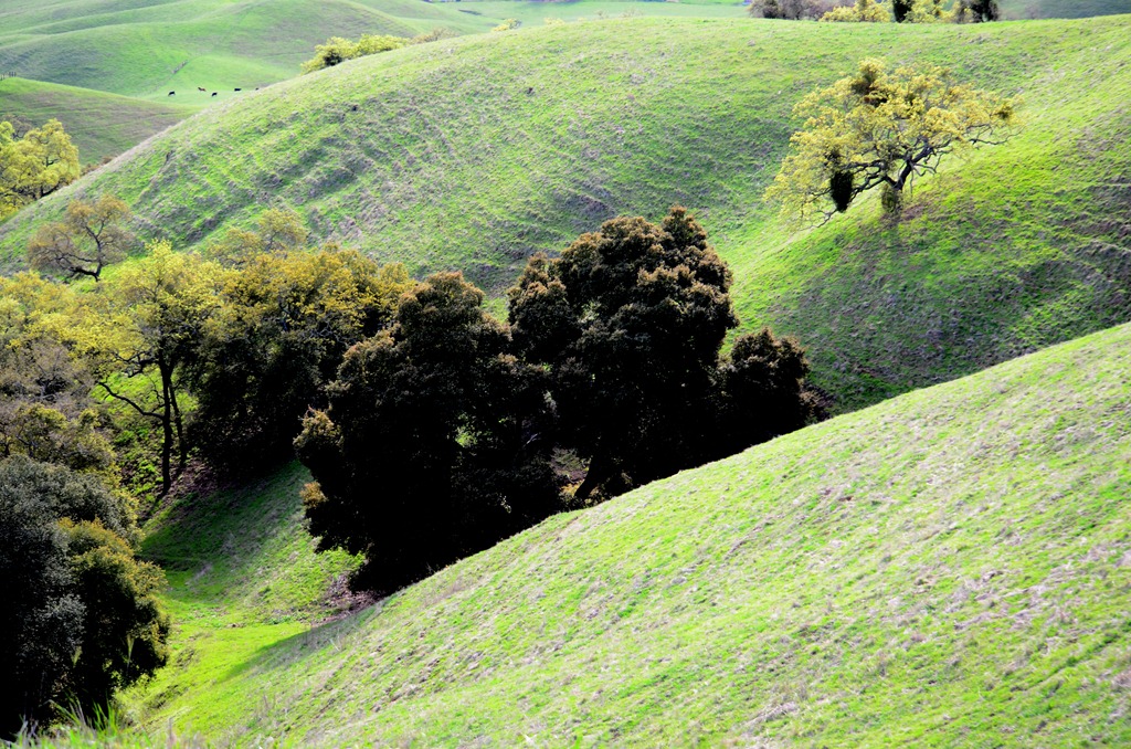 [finding-green_0495.jpg]