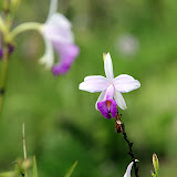 Flowers at Waiseli Rainforest Preserve - Savusavu, Fiji
