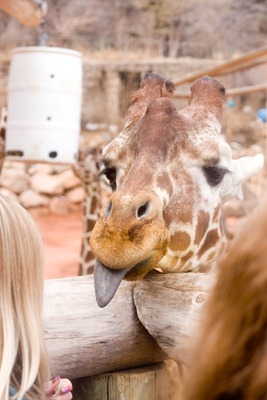 03 28 13_giraffe 5
