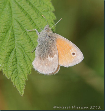 small-heath small-heath