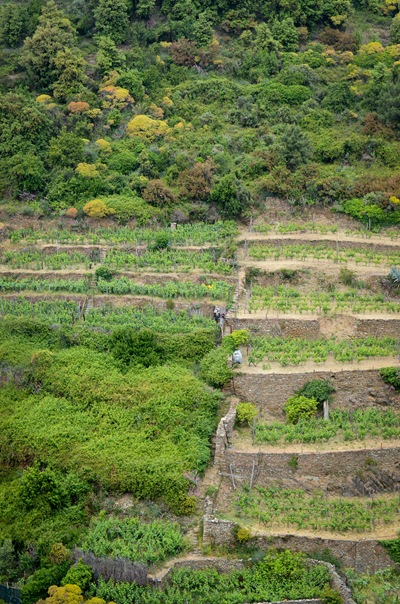 corniglia fields