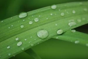 plant in the rain