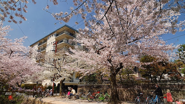 京都白川疏水櫻花