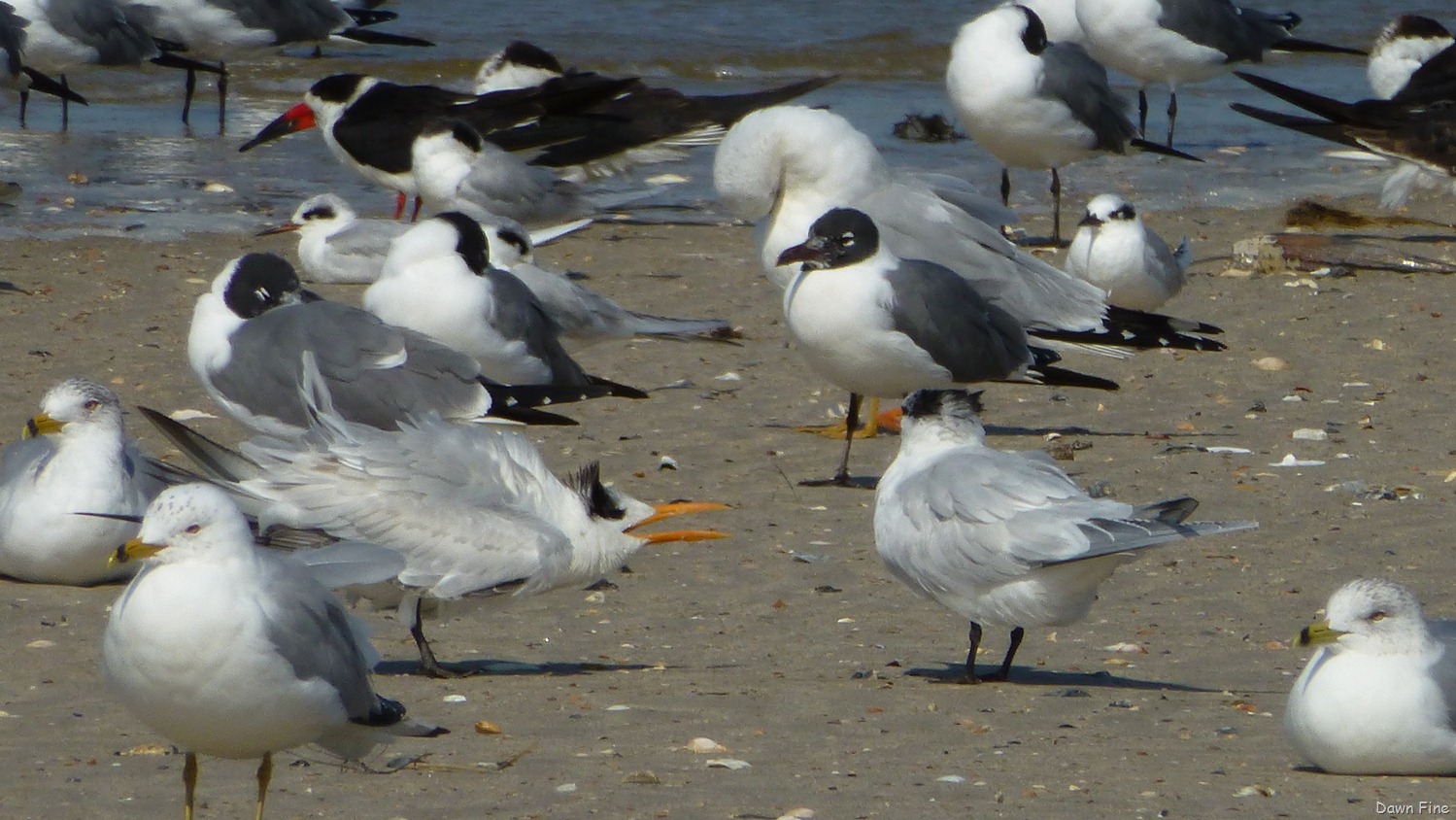 [edisto-beach_0083.jpg]