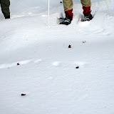 flying squirrel tracks
