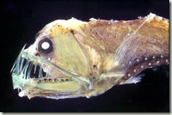 peixe-abissal