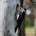 Williamsons.sapsucker.dscn7095
