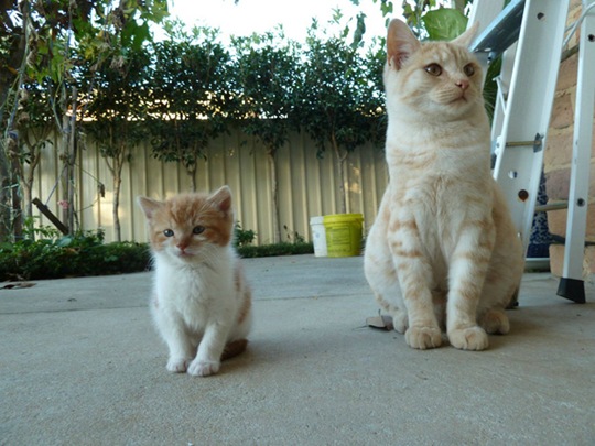 [animalsminime162.jpg]