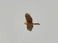 DSC_7146.jpg