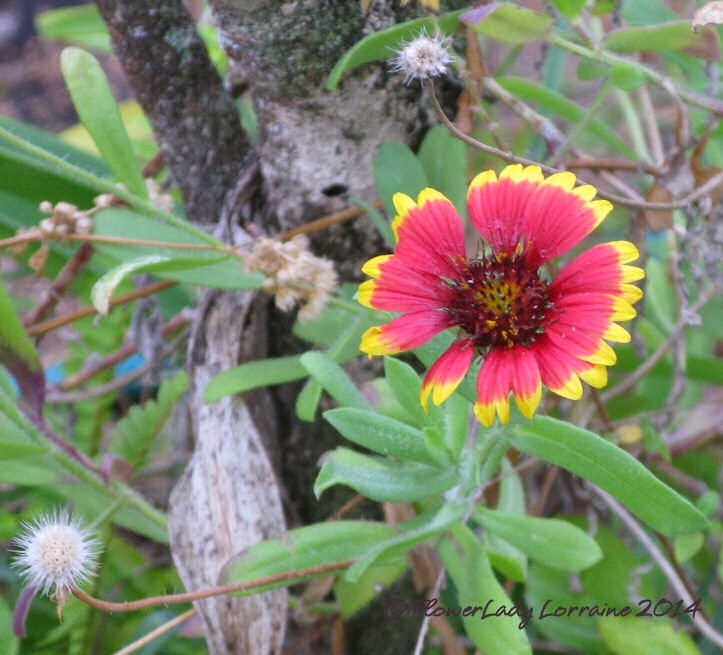 [01-29-blanket-flower%255B4%255D.jpg]