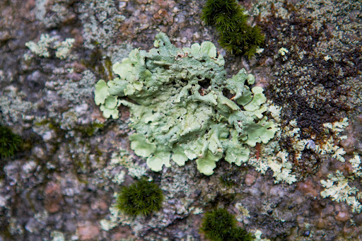 Lichens are really cool organisms that have special adaptations which permit them to withstand extremes of moisture and temperature. When moisture is present, the lichen grows. When things dry up, the lichen goes dormant. Lichens are really cool organisms that have special adaptations which permit them to withstand extremes of moisture and temperature. When moisture is present, the lichen grows. When things dry up, the lichen goes dormant.
