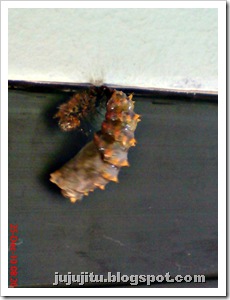caterpillar turn into chrysalis 10