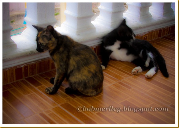 IMG_5198 watermarked
