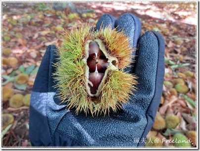chestnut chestnut