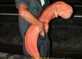[Amazing%2520Animals%2520Pictures%2520Chinese%2520Giant%2520Salamander%2520%25286%2529%255B3%255D.jpg]