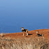 Mouflon sheep - Photo CC BY-NC-SA DavidR.808