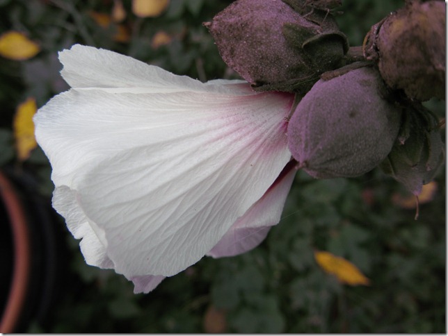 IMG_0651 IMG_0651