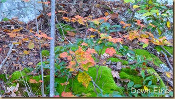Lantern hill_034