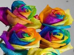 Roses2 Roses2