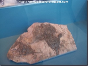 fosiles 2