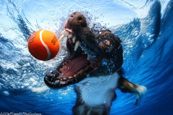 [Underwater%2520Dog%252001%255B4%255D.png]