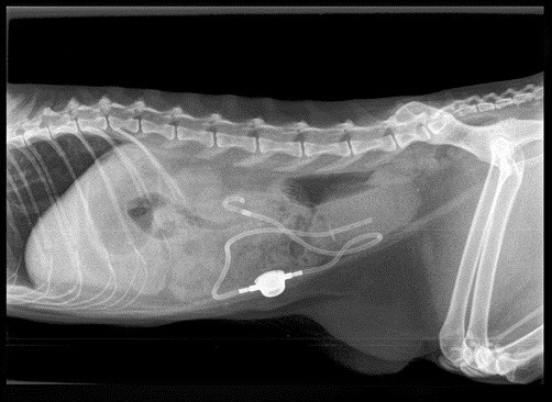 Martin post-op x-ray Martin post-op x-ray