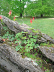 Many of the plants in the garden are native to the surrounding woods. Columbine - Aquilegia canadensis - became a recurring theme during this visit, as I saw it over and over again, in different places and situations.