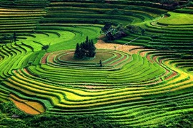 rice terraces 1