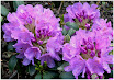 Hybrid Rhododendron