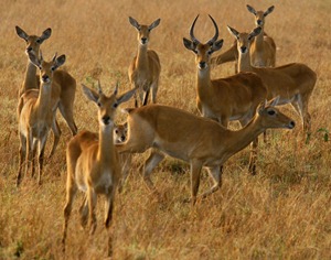 several antelopes species inhabit Lake Mburo National Park