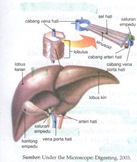 hati sebagai Organ Ekskresi hati sebagai Organ Ekskresi
