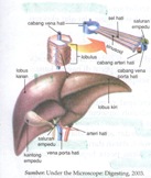 hati sebagai Organ Ekskresi