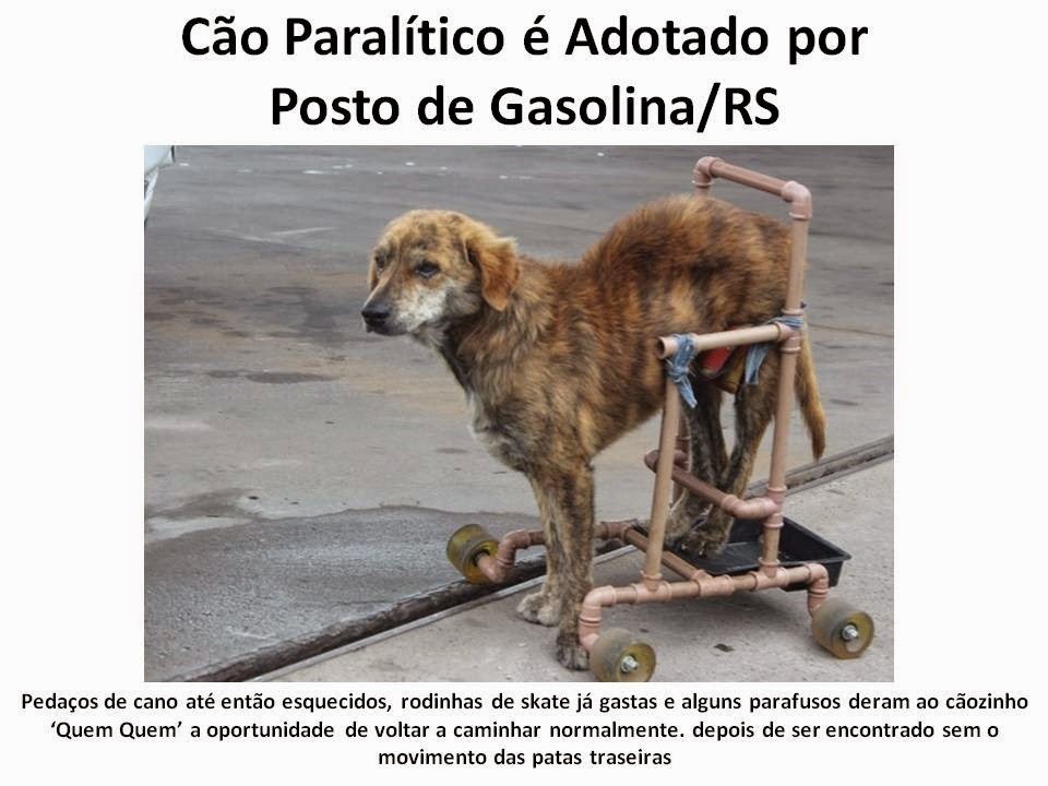 [C%25C3%25A3o%2520Paral%25C3%25ADtico%2520%25C3%25A9%2520Adotado%2520por%255B3%255D.jpg]