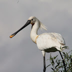 IMG_6739.JPG