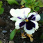Pansy: White