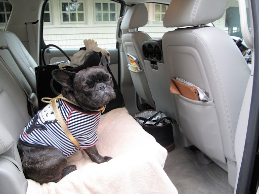 Sharkey and I were bathed and dressed chicly for our guest appearance with Martha on CNBC's Power Lunch.  Here we are on our way to be interviewed.