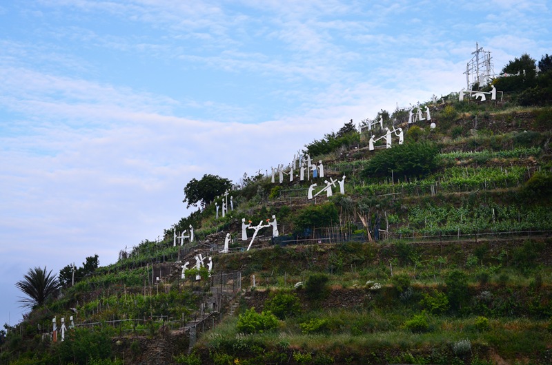 Saturday morning vineyards