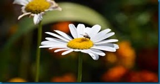 chamomile with insects