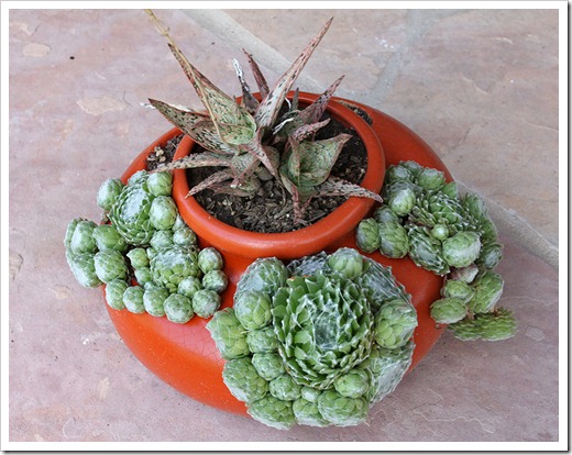 110610_sedum-arachnoideum1 110610_sedum-arachnoideum1