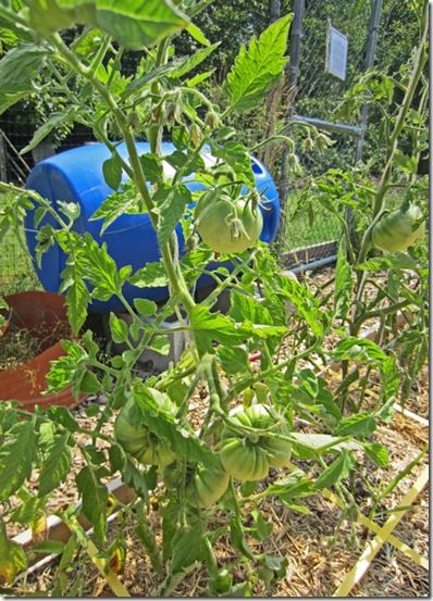 Big Rainbow tomato